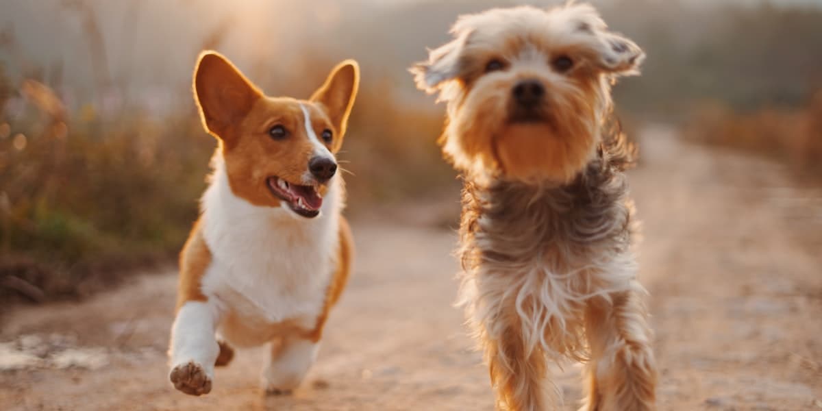 Compounding for Pets: Custom Medications Your Furry Friends Need